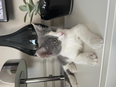 Onu ömür boyu sevecek exotic shorthair ailesini arıyoruz