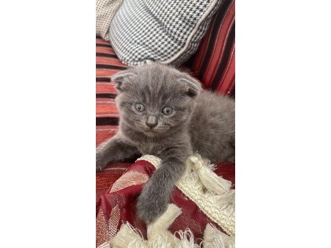 Scottish fold 1,5 aylık dişi