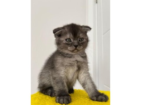 Tüm eğitimleri tam olan scottish fold