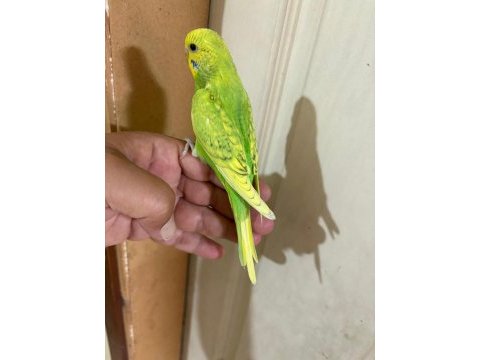 29 günlük kusursuz erkek bebek muhabbet