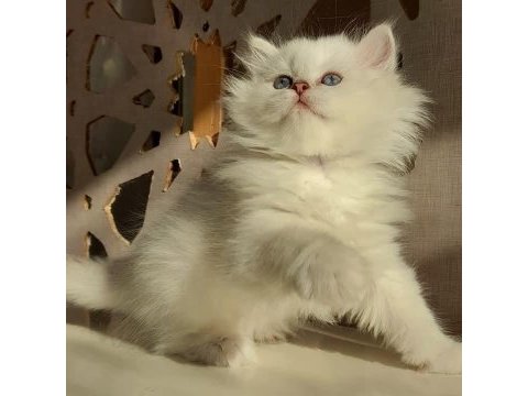 Show british longhair yeni yuvasını bekliyor