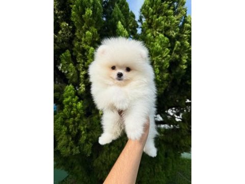 Irk garantili pomeranian yavruları 