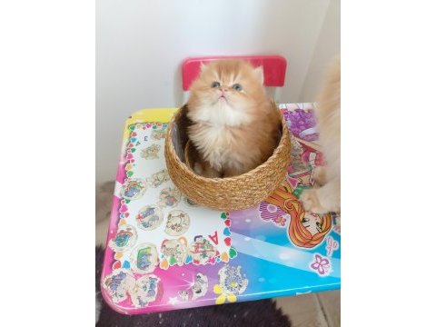 British longhair by 11 erkek bebek safkan şecereli