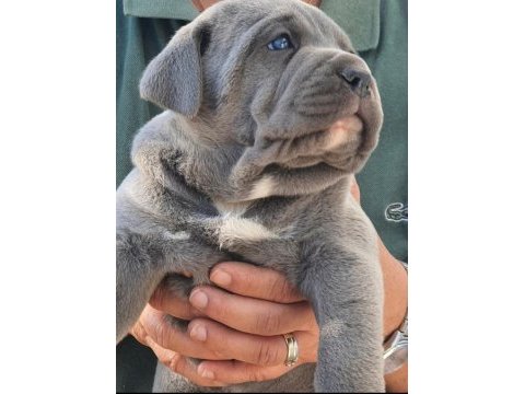 Sılver blue yanı gumus ve mavı gozlu nun en guzellerı