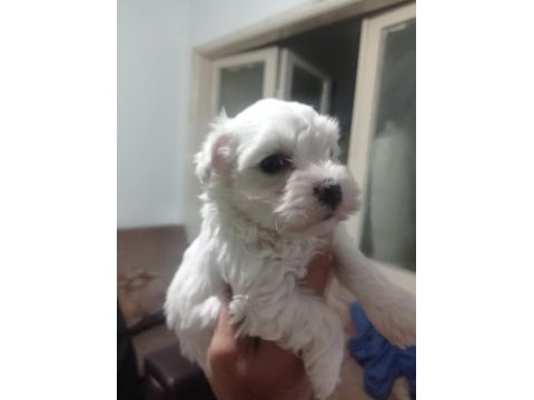 Maltese yavrular