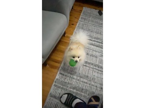 Pomeranian tilki surat köpeğimiz