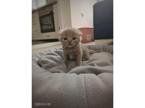 Kusursuz scottish fold lilac/black yavrular