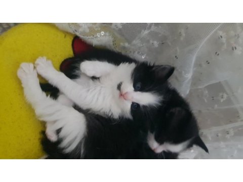Tekli veya çoklu kedileri sahiplendirme ücretsiz