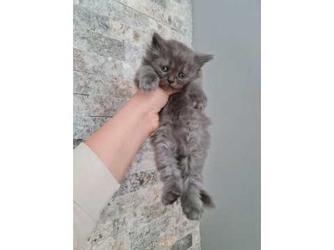 British shorthair ve longhair bebekler