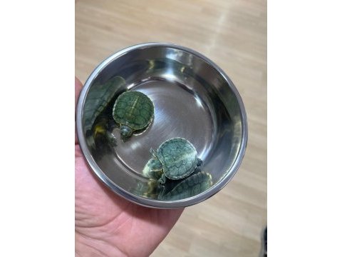 Orijinal kırmızı yanak singapur bebek kaplumbağalar