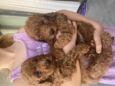 Toy poodle bebekler
