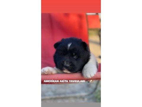 Amerikan akita inu yavruları