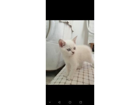 Safkan british blue point