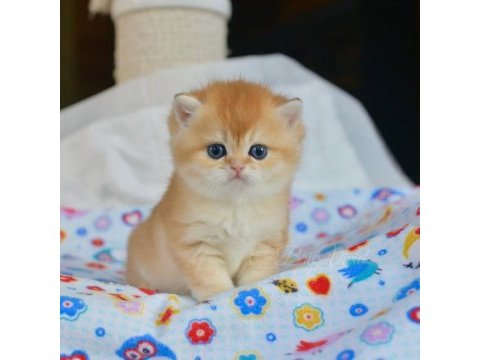 Sevimliliğin zirvesi golden british shorthair  