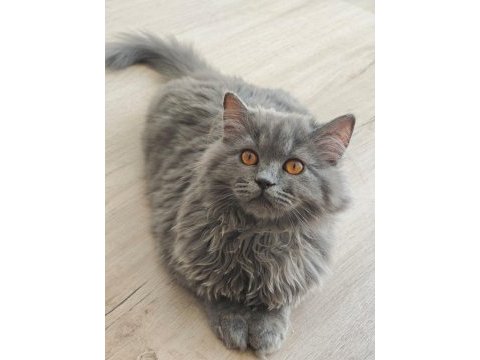 British longhair 4 aylık
