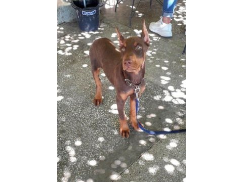 Şampiyon soydan doberman yavrular