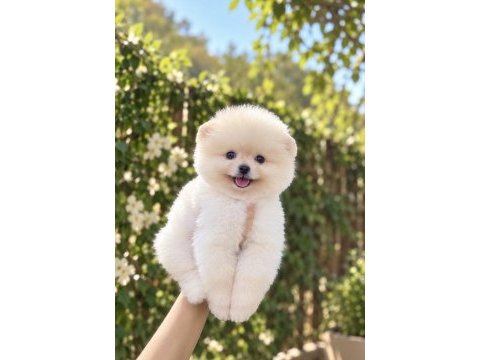 Gülen yüz pomeranian boo