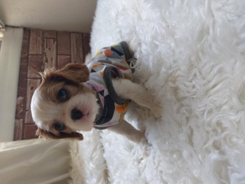 Sağlık ırk garantili cavalier king charles yavrular