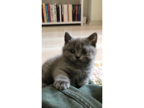 Minnak kedim sahiplendirilecektir