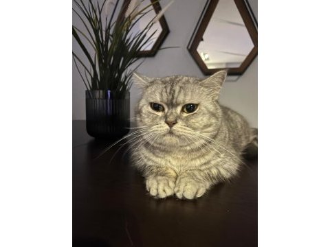 British shorthair yavrumuza yeni bir aile arıyoruz