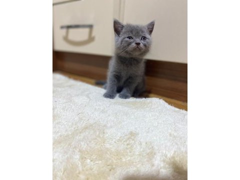 Erkek ve dişi kediler