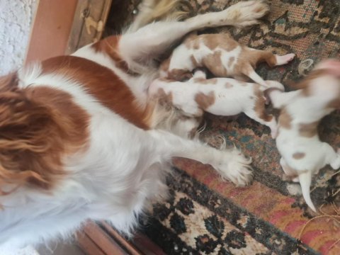 Cavalier bebeklerimiz için acele edin