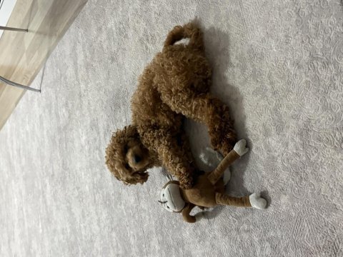 6 aylık toy poodle