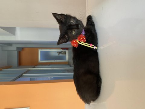 Bombay yavru kedi sahiplendirne