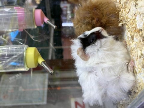 Ginepig yavrularımız