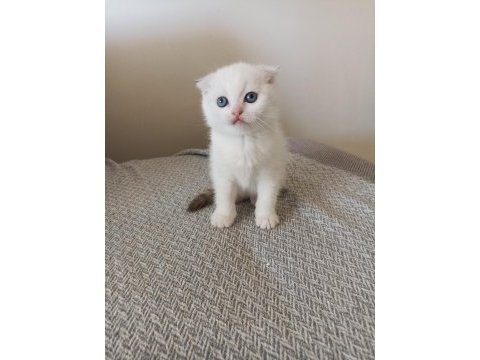 Cam gibi masmavi gözlü scottish fold bebeklerim