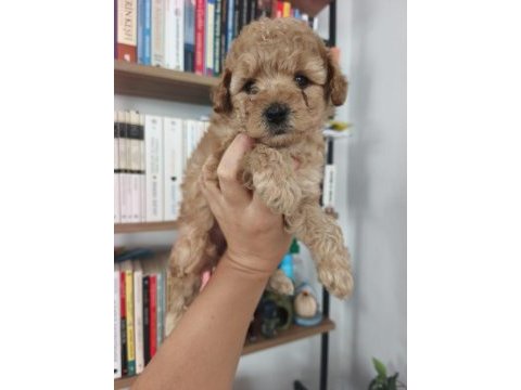 Maltipoo yavru köpekler