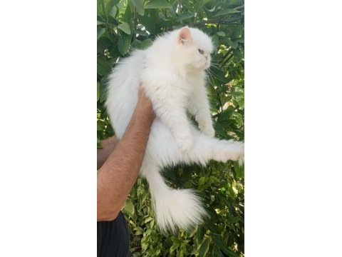 Sıfır burun mavi gözlü iran kedisi