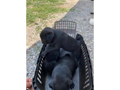 Pug yavrular