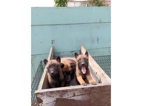 İrkinin en iyi belcika kurtlari malinois