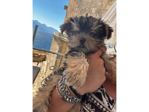 Teacup dişi yorkshire terrier