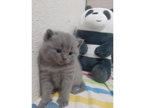 British shorthair yavruları