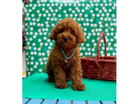 Orjinal toy poodle çocuklar