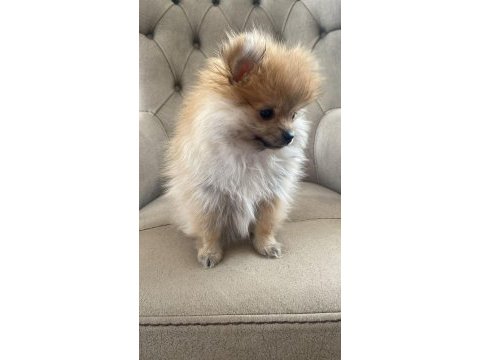 Kahverengi dişi pomeranian boo