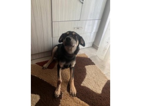 Köpeğimizi acil sahiplendiriyoruz