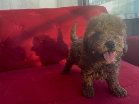 Teacup kore baba toy poodle annenin yavruları