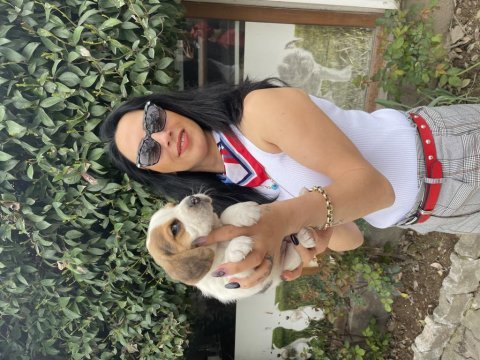 Beagle yavrularım sağlık ve ırk garantilidir