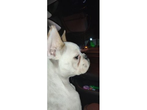 French bulldog 10 aylık dişi