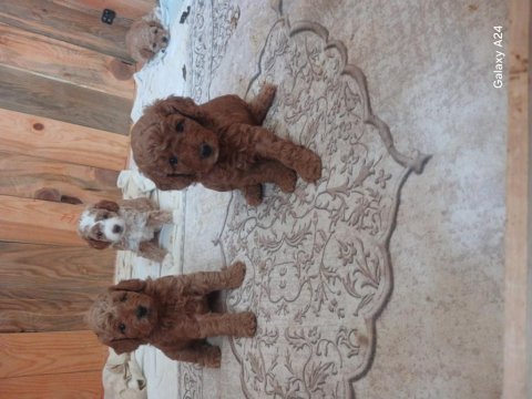 F3 maltipoo yavrular