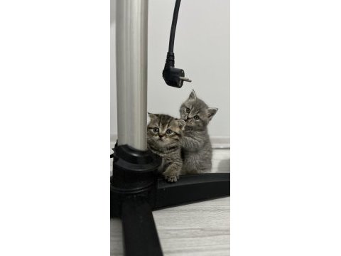 Scottish fold ve scottish straight 4 adet yavrularımız var