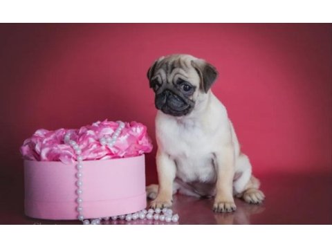 Şahane pug yavrular