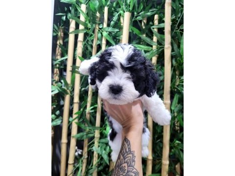 Orjinal maltese terrier bebekler