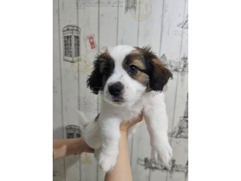 Fino - pomeranian kırması yavrular
