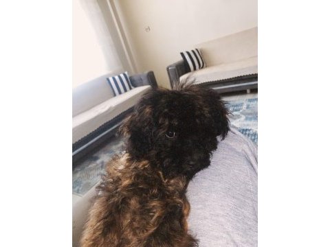 Maltipoo evcil oyuncu köpeğimiz