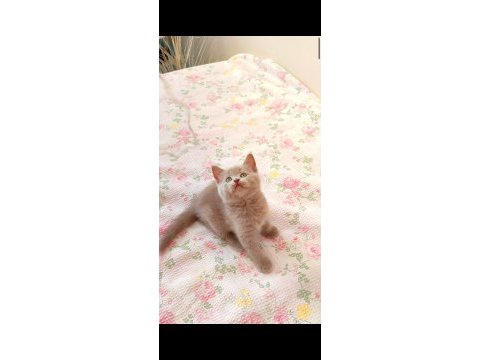 Gri lilac dişi erkek safkan yavru kediler