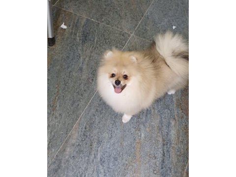 Pomeranian boo orijinal ayı uygun